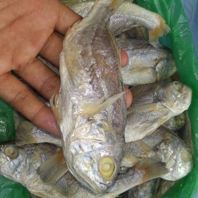 

Ikan asin kepala batu