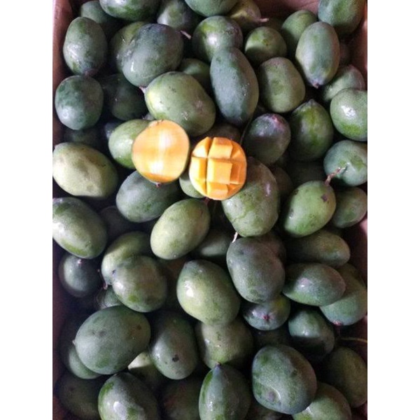 mangga lalijiwo mangga talijiwo mangga manis mangga muda mangga unik mangga gadung
