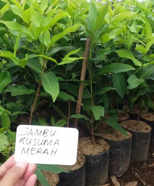 Bibit Jambu Kusuma Merah// Bibit Tanaman Jambu Air