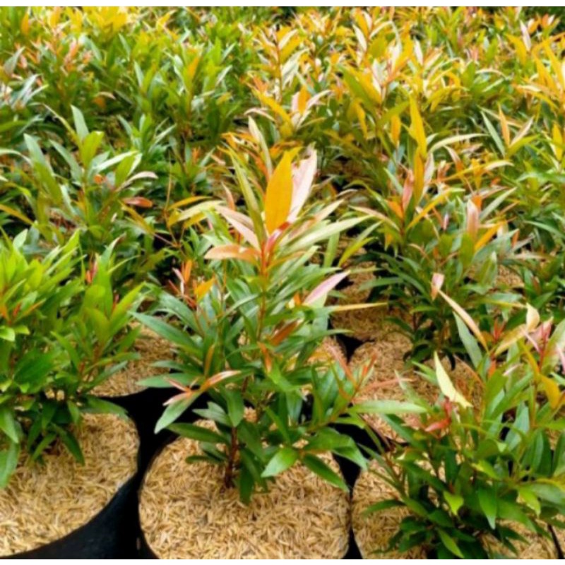 Tanaman pucuk merah, tanaman hias pucuk merah,pucuk merah