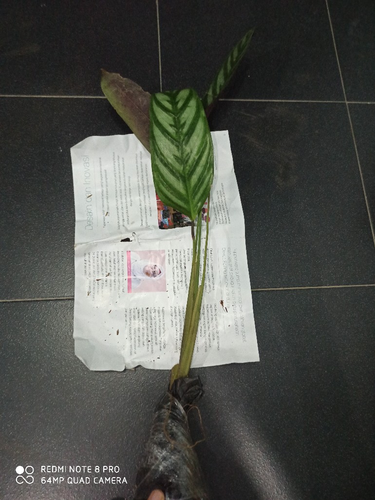 Tanaman Hias Calathea Sentosa