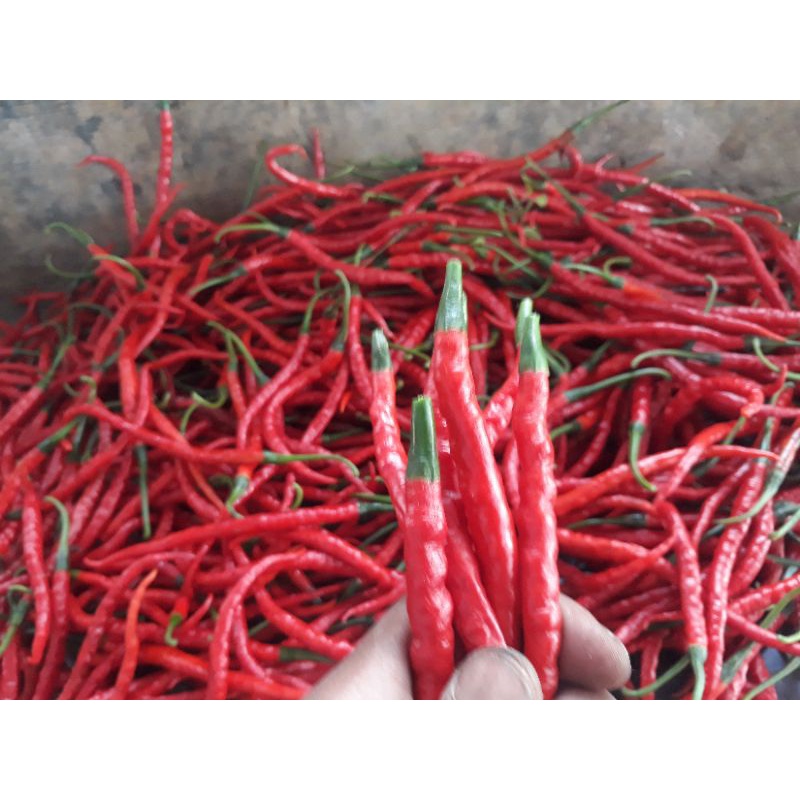 

Cabe / Cabai keriting Merah Fresh 250gr