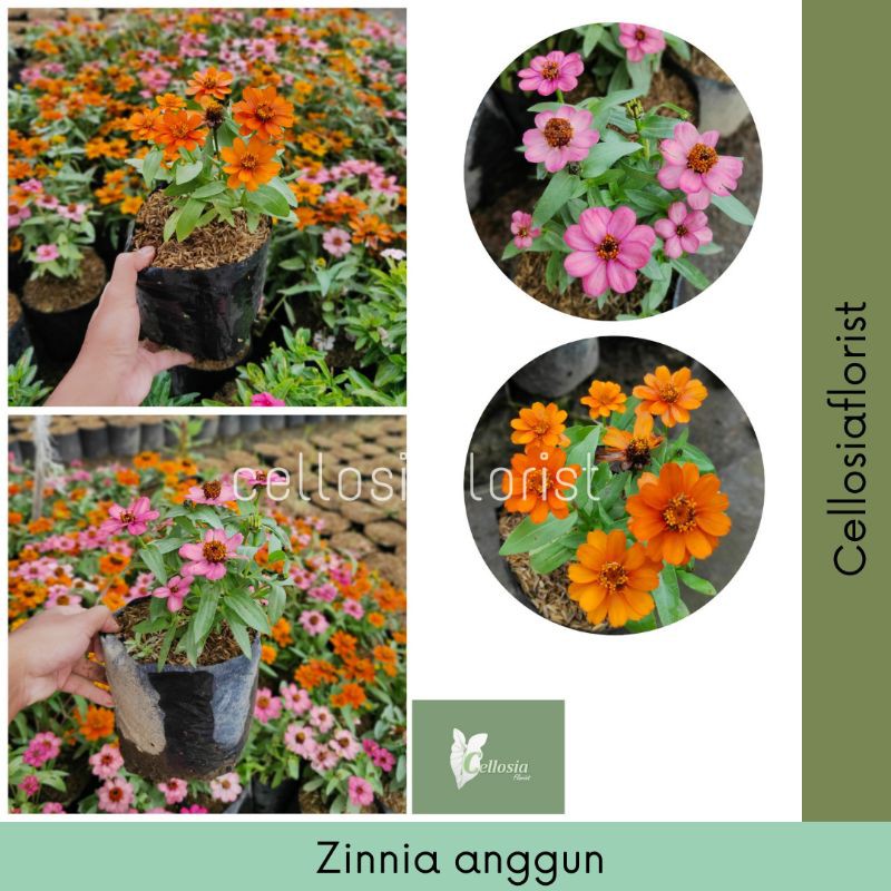 Tanaman Hias Bunga Zinnia / Bunga Kertas