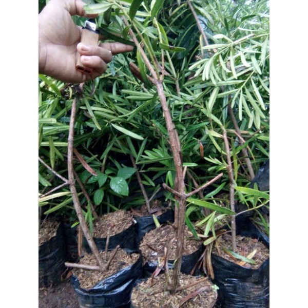 bibit bonsai lohansung taiwan/kapsul