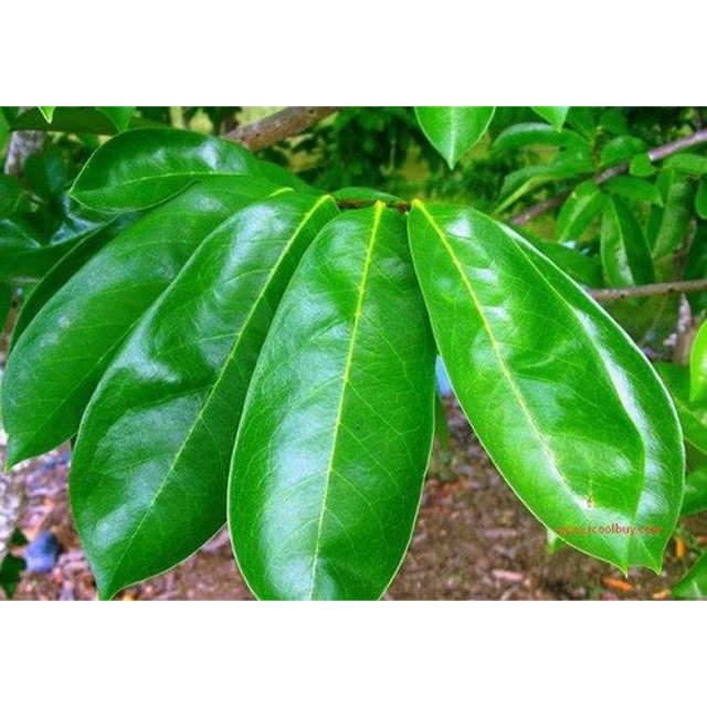 

Paling murah Daun herbal sirsak untuk kesehatan