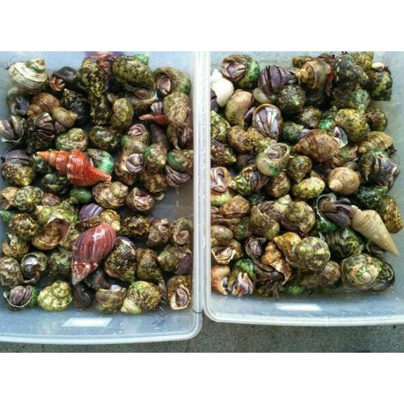 BESTSELLER Kelomang umang pompongan keong murah meriah mainan anak umang kumang pompongan keong kion