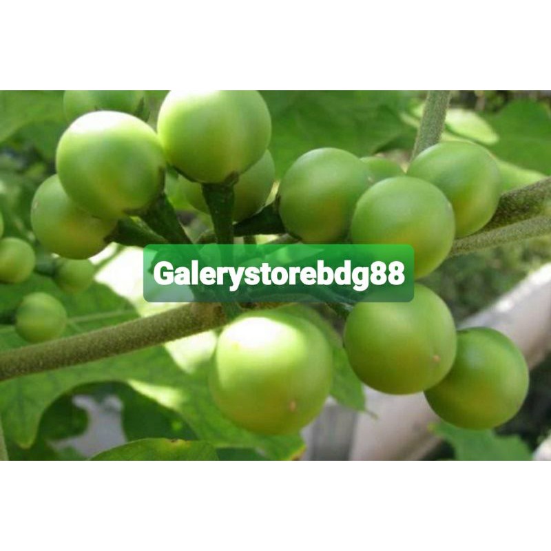 

Buah cepokak segar 1 kg petik langsung