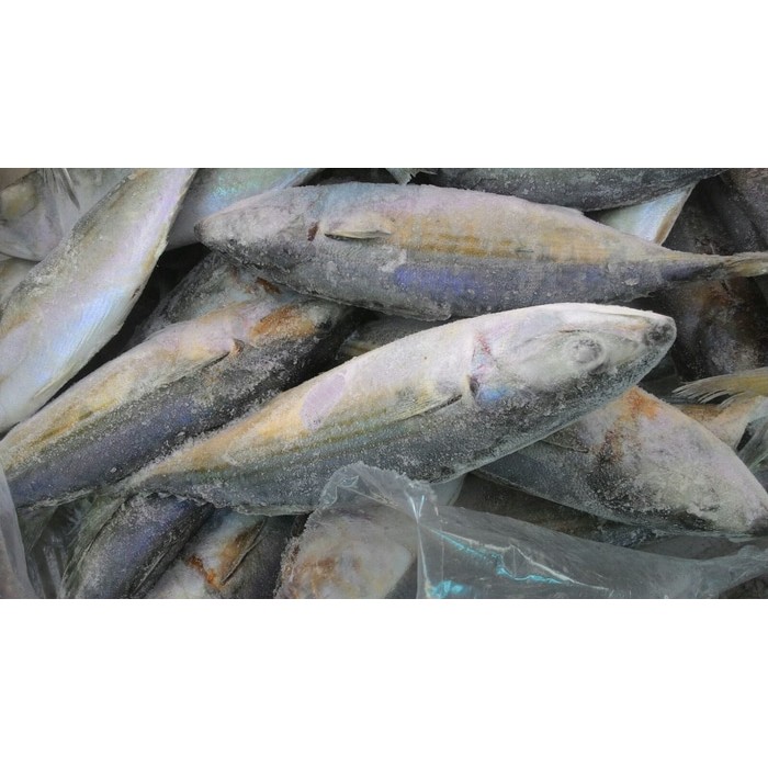 

Ikan Kembung Lokal per Kg