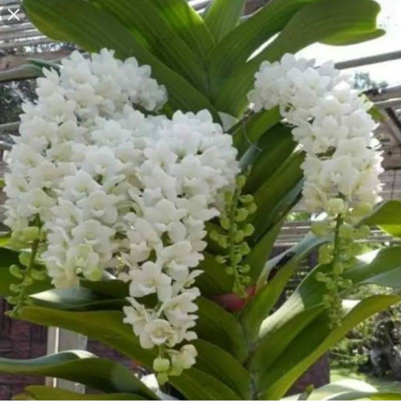Anggrek Rhynchostylis Gigantea Alba Remaja | Rhynchotylis Murah