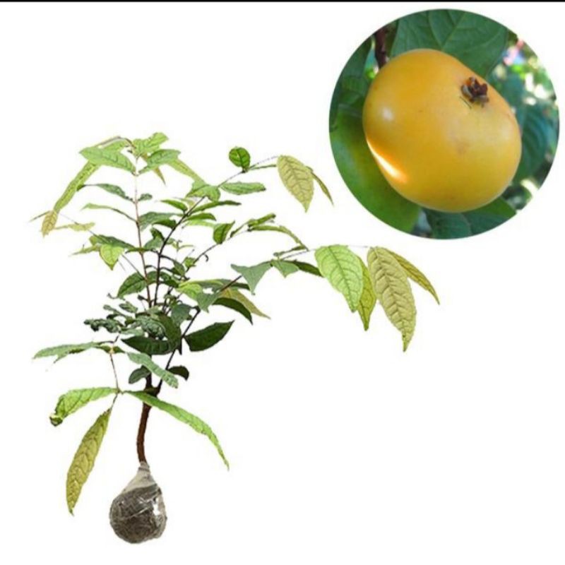 bibit buah araza tinggi 40 cm