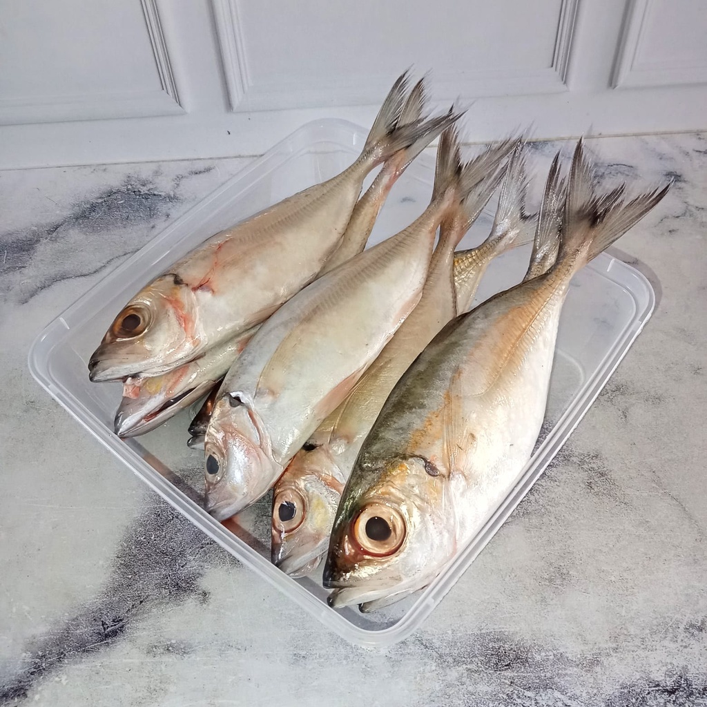 

Ikan Kembung Mata Besar Bersih - Ikan Kembung Mata Belo Bersih