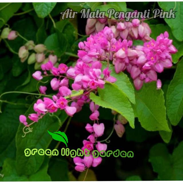 Bunga air mata pengantin pink