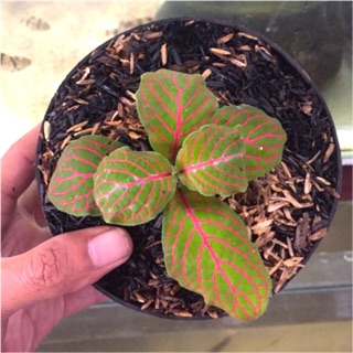 Tanaman hias bunga fittonia verschaffeltii skeleton Tanaman hias bunga fittonia verschaffeltii skeleton