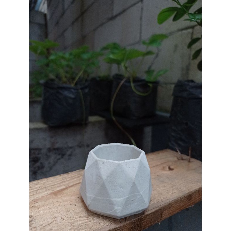 POT MINI | pot kaktus dan sekulen | pot mini semen