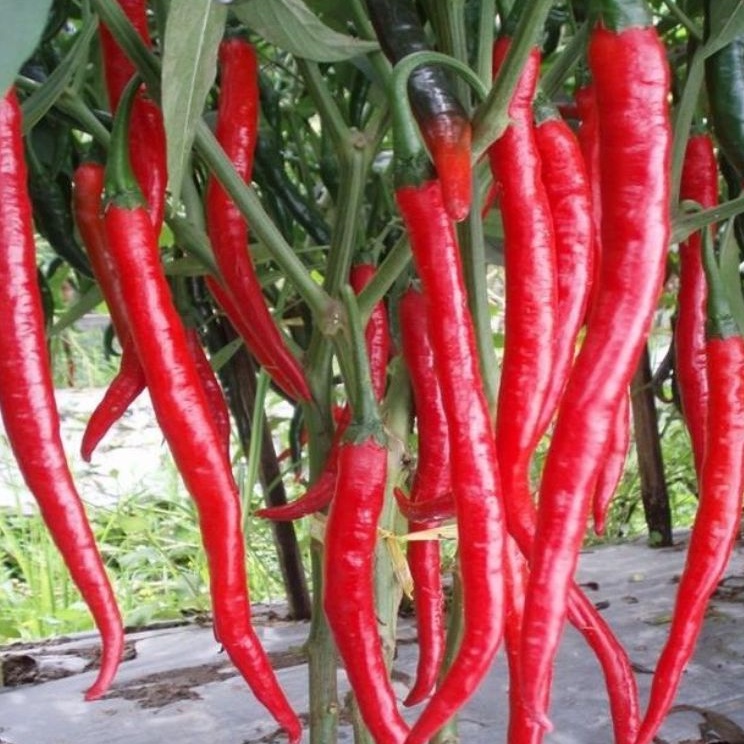 DIARY PETANI - Bibit Cabe Merah Keriting Siap Tanam