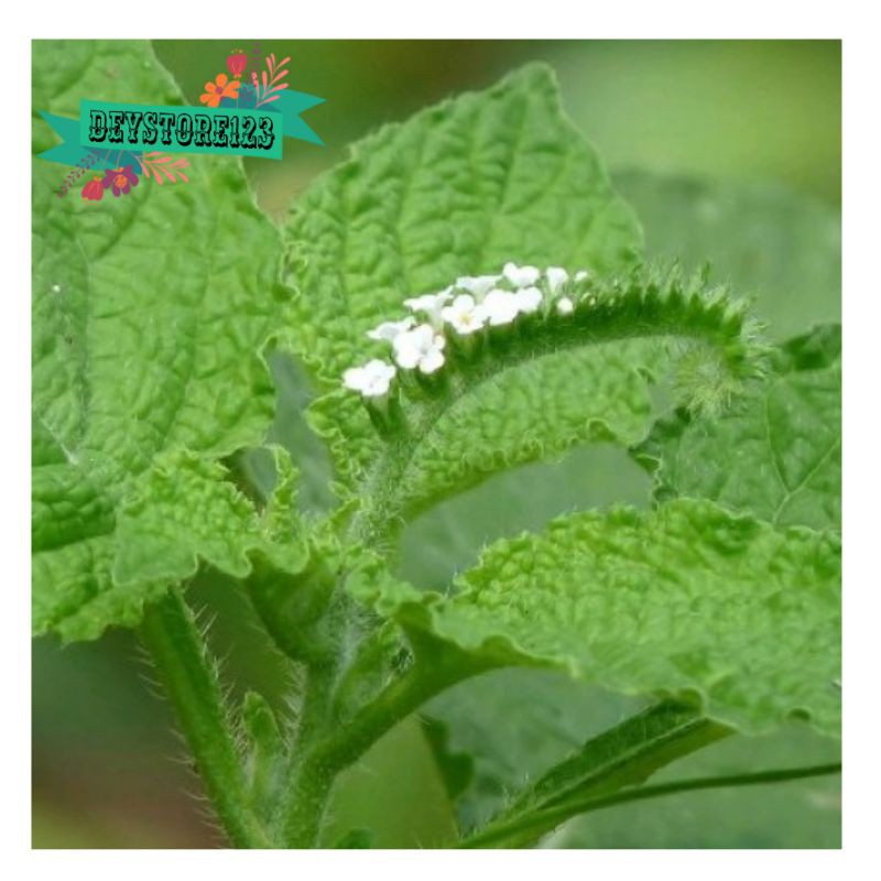 

Daun Sangketan Segar=500gram