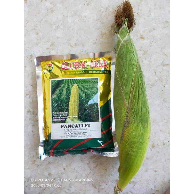 Benih jagung super pancali F1