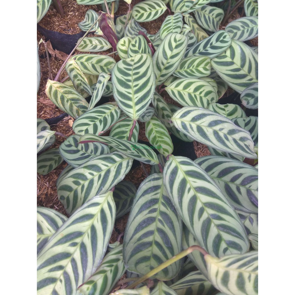 Tanaman hias Calathea Burle Marx - calatea Daun BERGARANSI