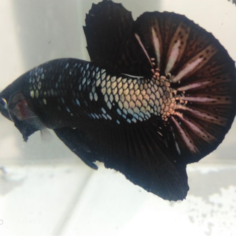 Ikan Cupang Avatar Cooper Gold Top Grade