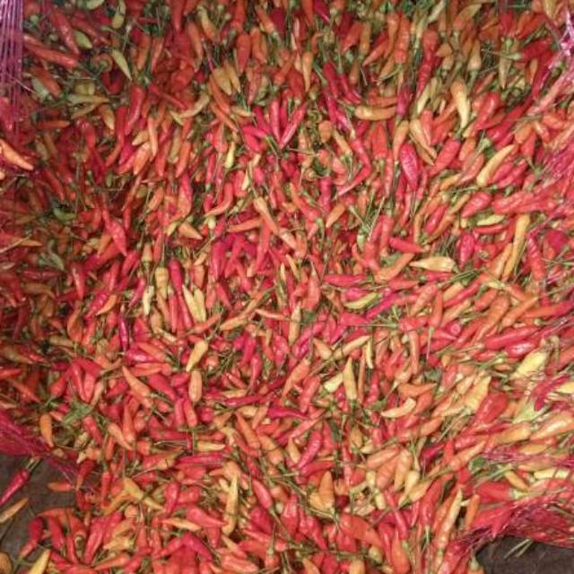 

Cabe rawit merah (setan)