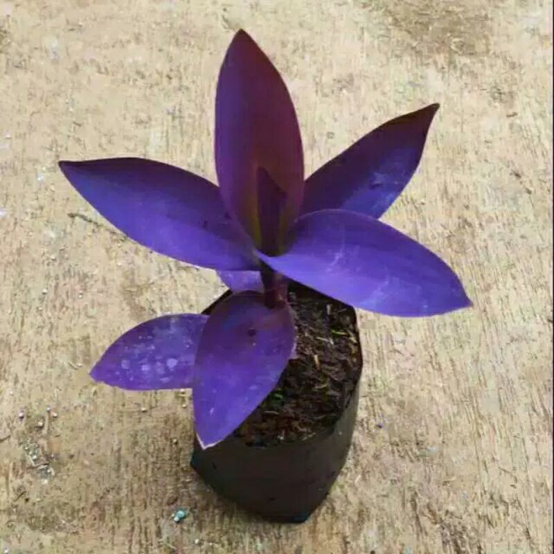 Tanaman Hias Adam Hawa ungu-pohon adam hawa ungu-tanaman adam hawa ungu