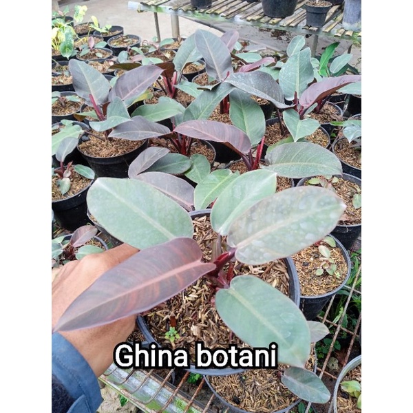 Tanaman Hias Philodendron Black Cardinal Asli