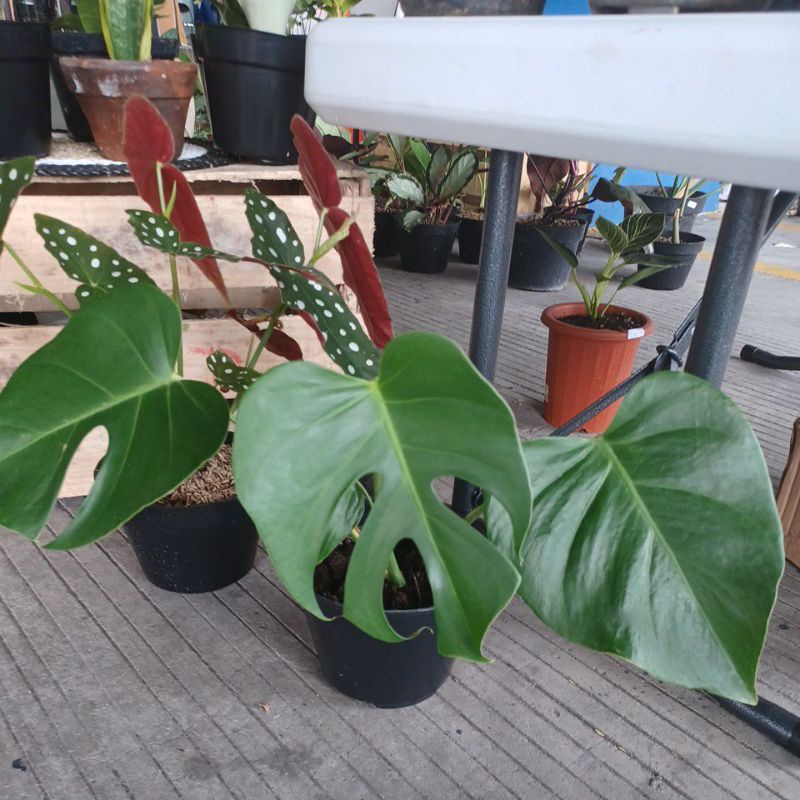 Monstera Borsigiana