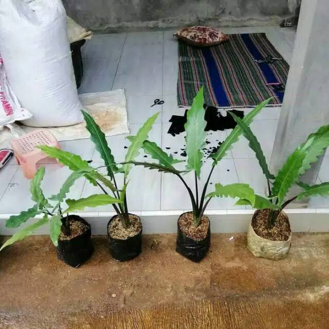 Tanaman hias alokasia Papua - tanaman hias alokasia - alokasia indoor/outdoor