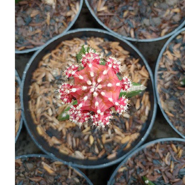 Kaktus gymno red cup