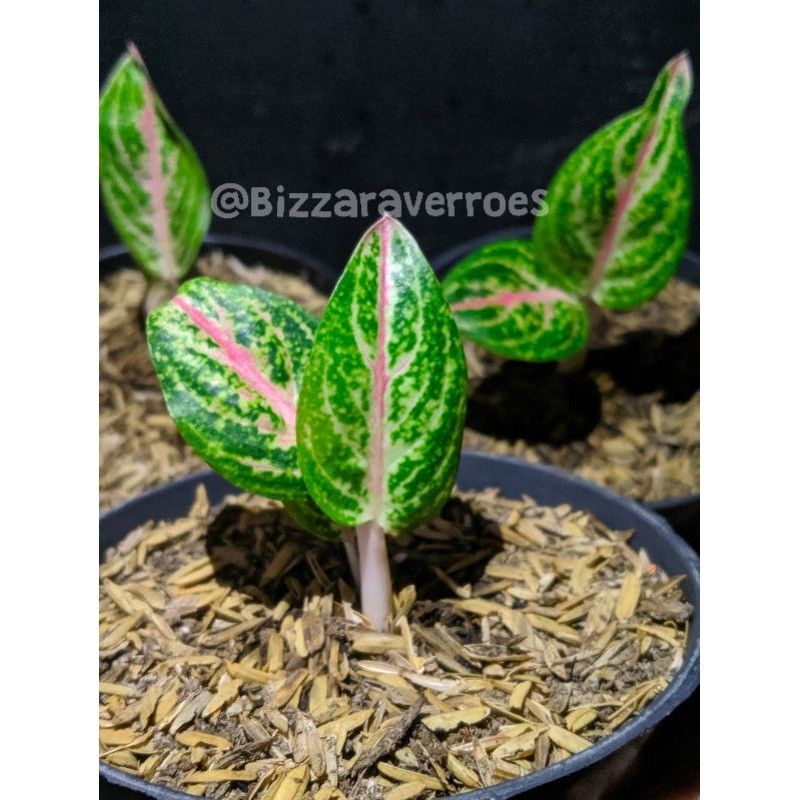 AGLAONEMA WIDURI TULANG MERAH/ AGLONEMA WIDURI TULANG MERAH BEST SELLER (BABY/BIBIT)