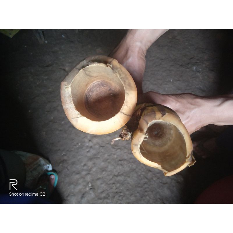 batang bambu kuning besar