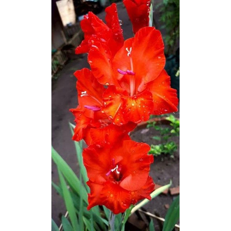 Tanaman Hias Bunga Sedap Malam Rimbun / Bunga Hias Hidup Sedap Malam Bibit Tanaman Bunga MERAH