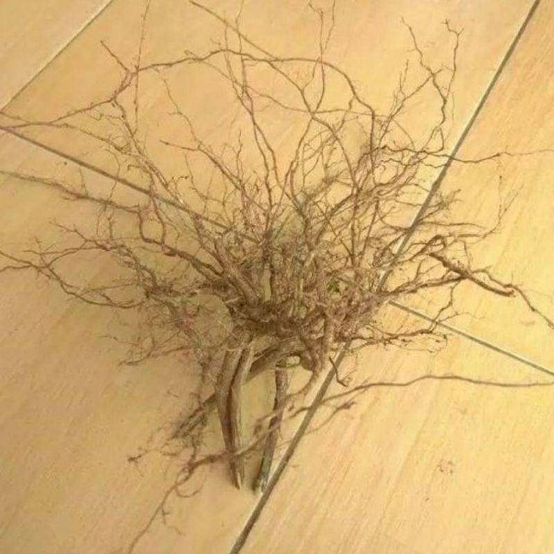 AKAR SENGGANI AQUASCAPE