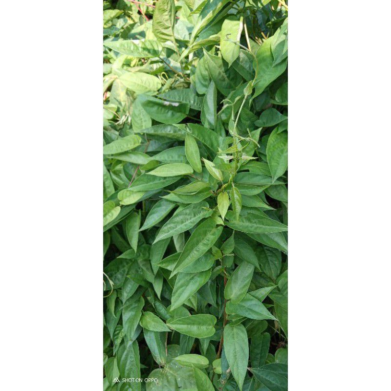 

500 gram daun simbukan/daun kentut