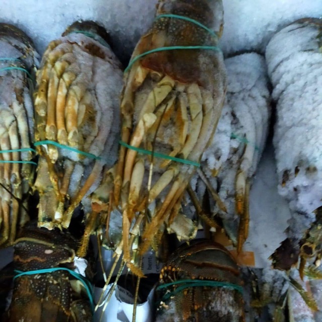 

Frozen baby lobster 1kg