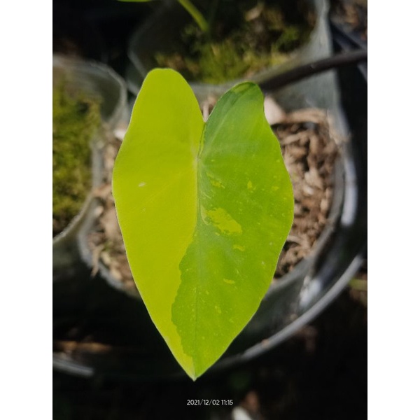Colocasia Yellow var.