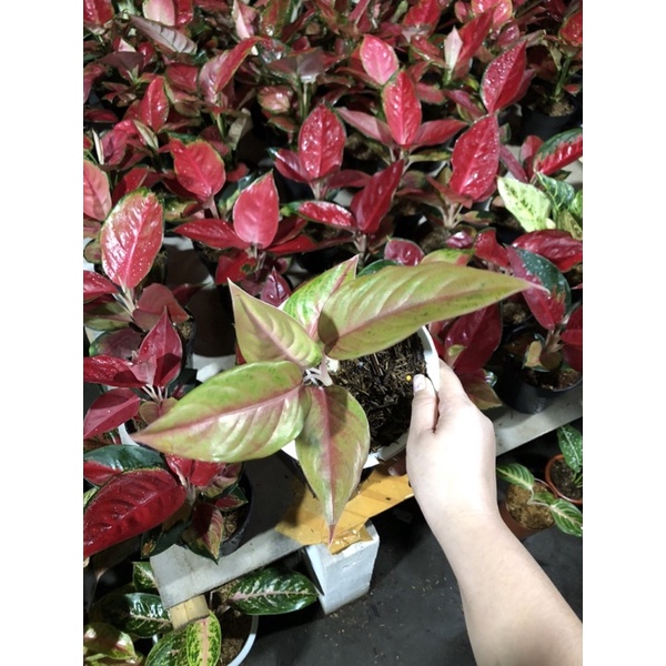 Aglaonema rengganis rumpun 2 pelgol