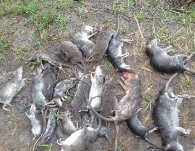 Ramtus Racun Tikus Got Curut Paling Ampuh Pembasmi Tikus Dirumah Racun Tikus Di Mesin Mobil 2 Pack