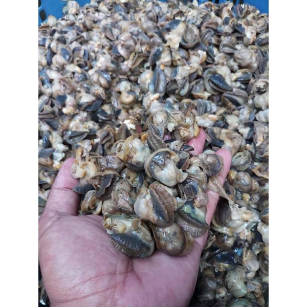 

Daging Bekicot Mentah (Escargot) Bersih & Fresh