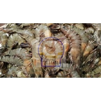 

Udang Pencet Segar - Fresh pancet shrimp