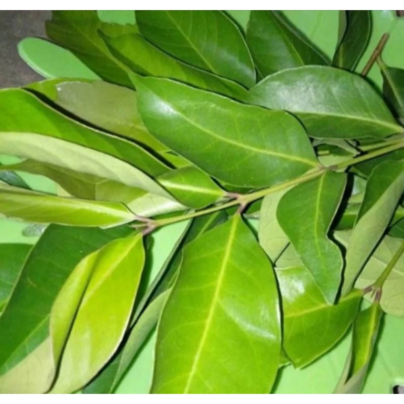 

Daun Salam 150 Lembar