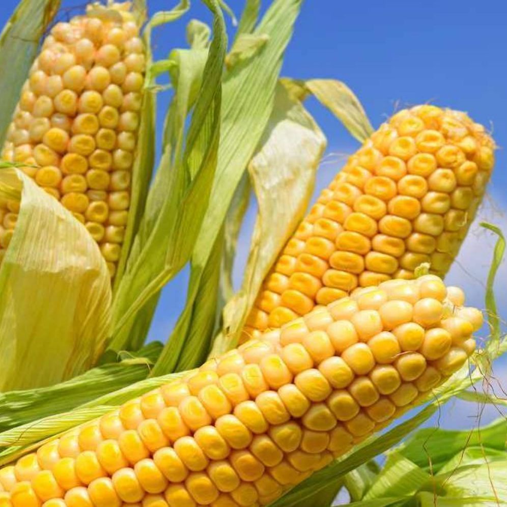 

100 butir Bibit jagung manis unggul