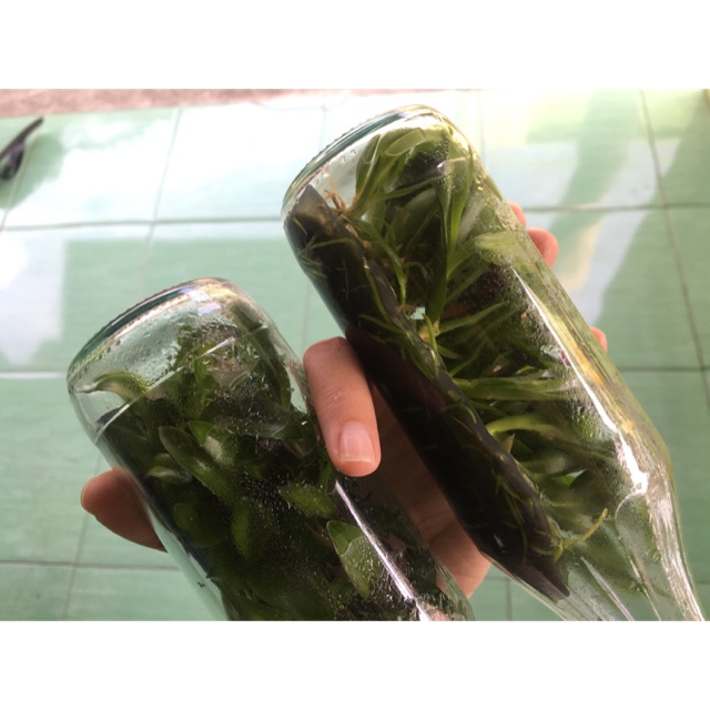 [READY STOCK] anggrek dendrobium melintir/bulan taiwan botolan asli sundul