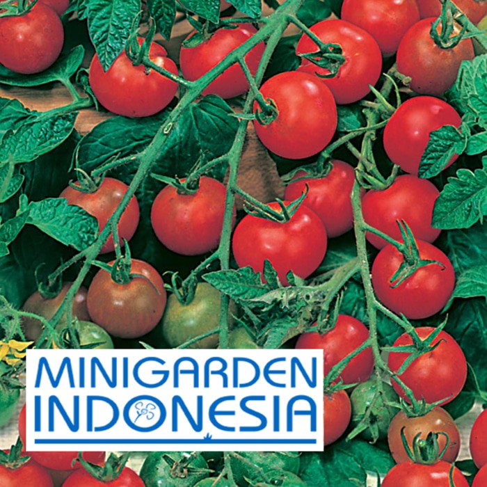 BENIH TOMAT CHERY MERAH GARDENERS DELIGHT 4 BIJI bibit sayur buah tomat mini merah import F1 Mr Fothergills