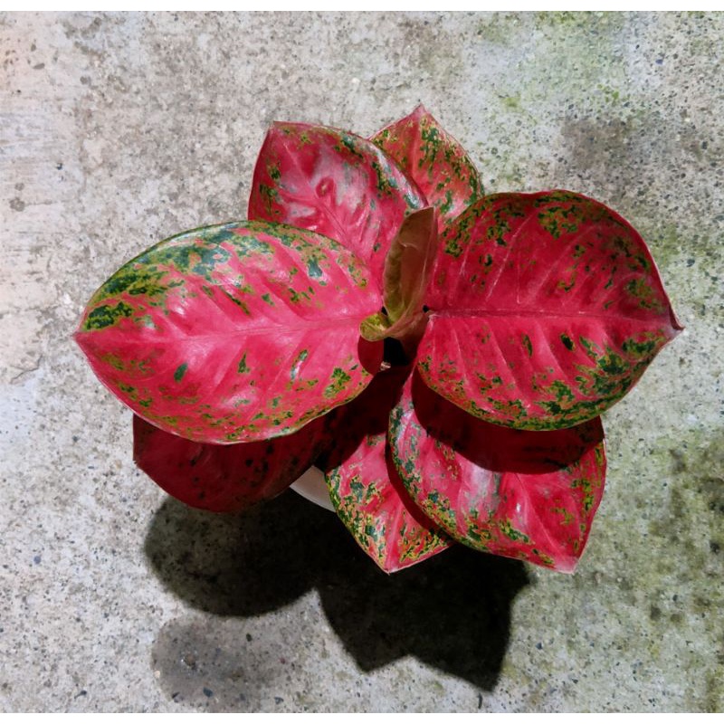 Aglaonema / Aglonema Wulandari