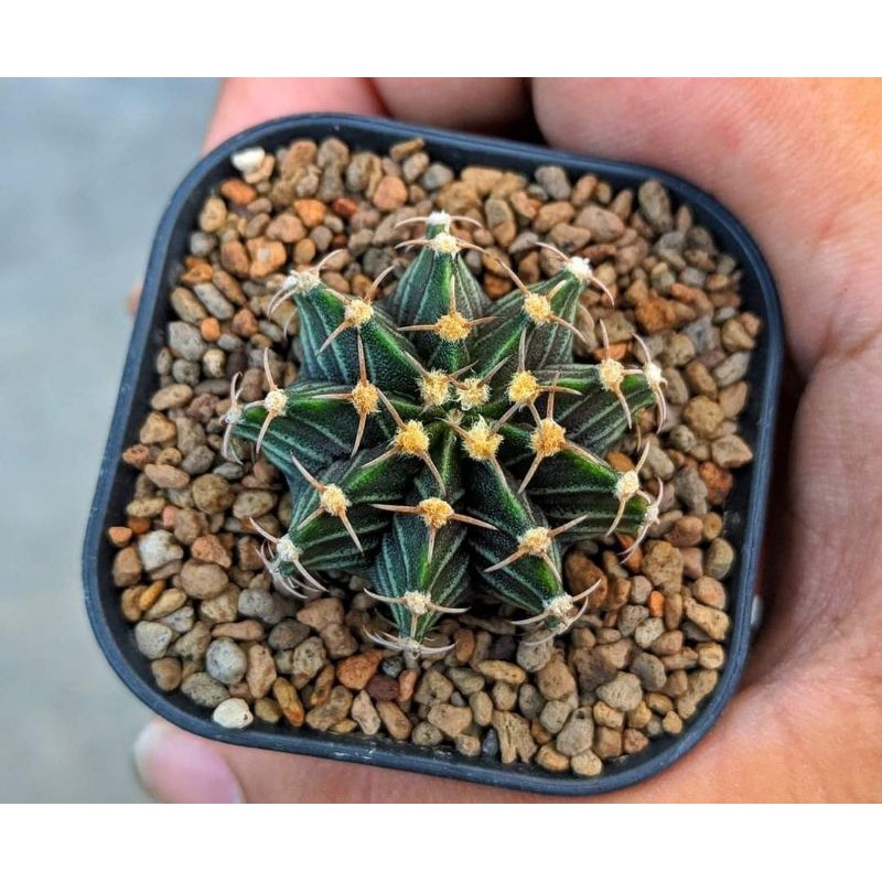 Kaktus Gymnocalycium Hybrid ( LB2178 x Black pearl)