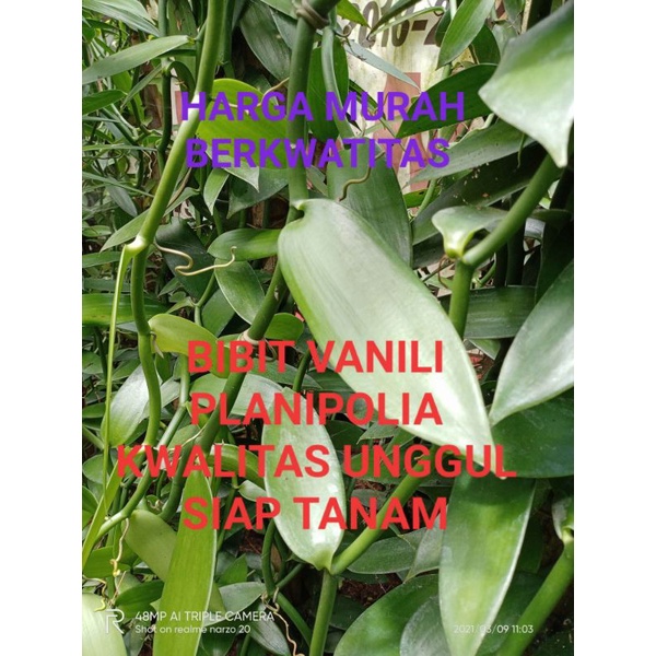 50 BIBIT STEK+BONUS VANILI PLANIFOLIA 1 DAUN-BENIH VANILI UNGGUL