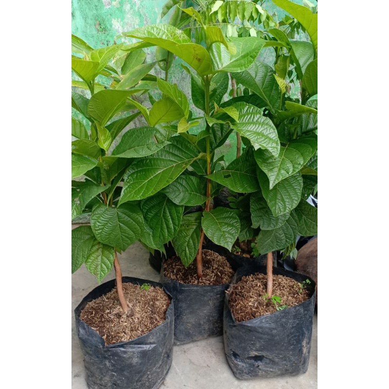 bibit kesemek jepang