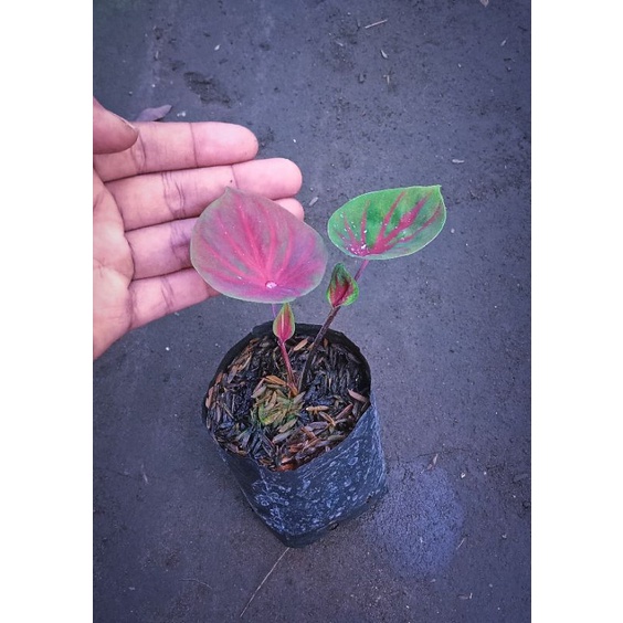 Caladium Doreng Daun Ganda