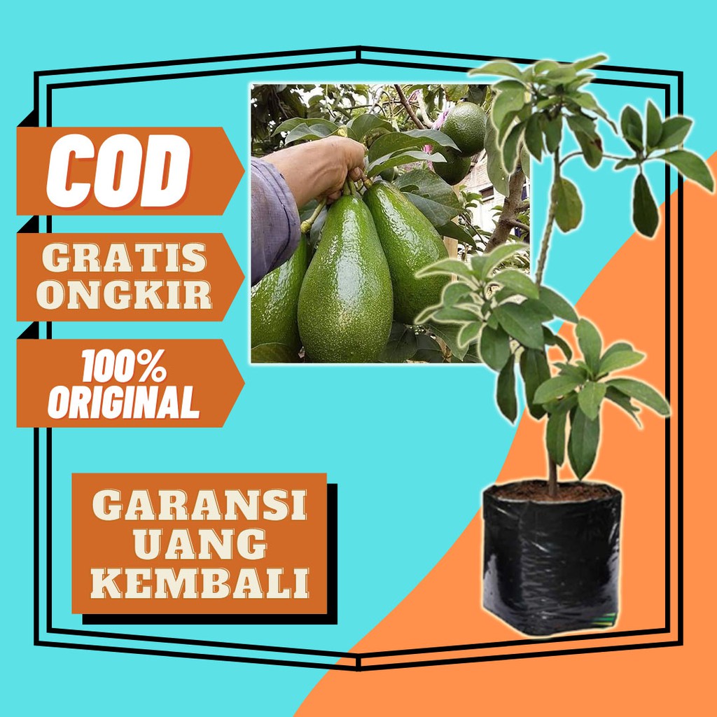 Bibit Murah / Bibit Buah / Bibit Alpukat / Bibit Alpukat Aligator / Bibit Buah Unggul